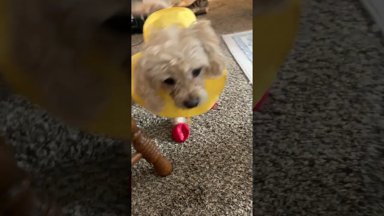 Ziggy Ready for Rainy Season 😁