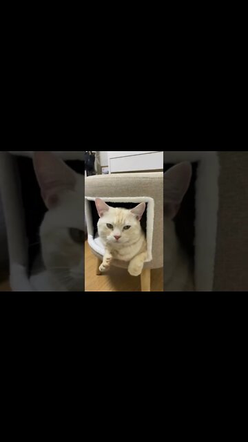 #persiancats #shorts #cutecat #youtubeshorts #cats #cutecat