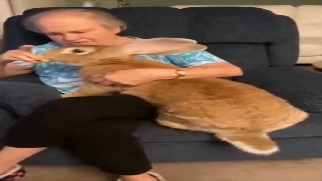 cursed rabbit