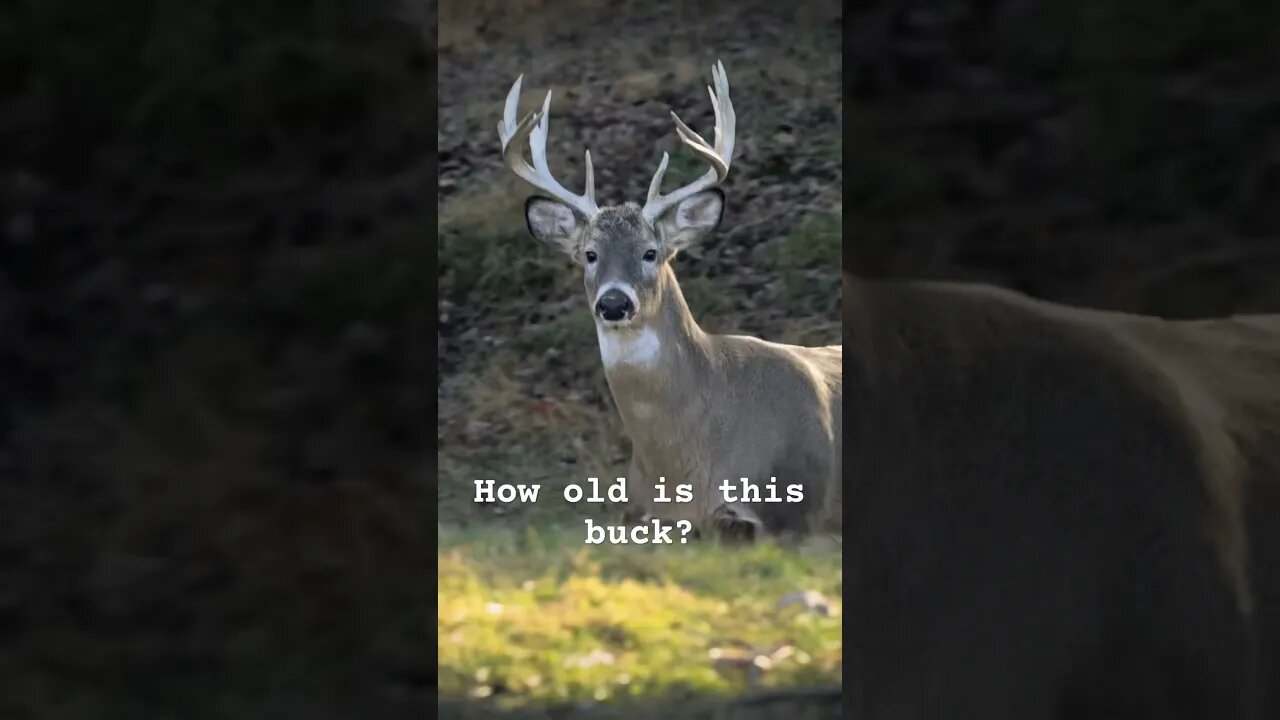 Is this guy more than 2 years old? #whitetaildeer #whitetailbuck #deer #whitetail #deerfarming