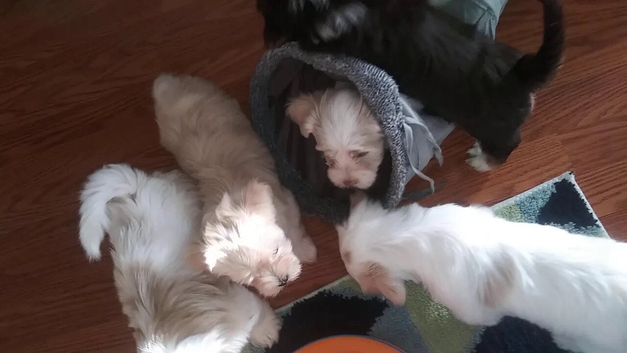 E Litter - 11/10(2)