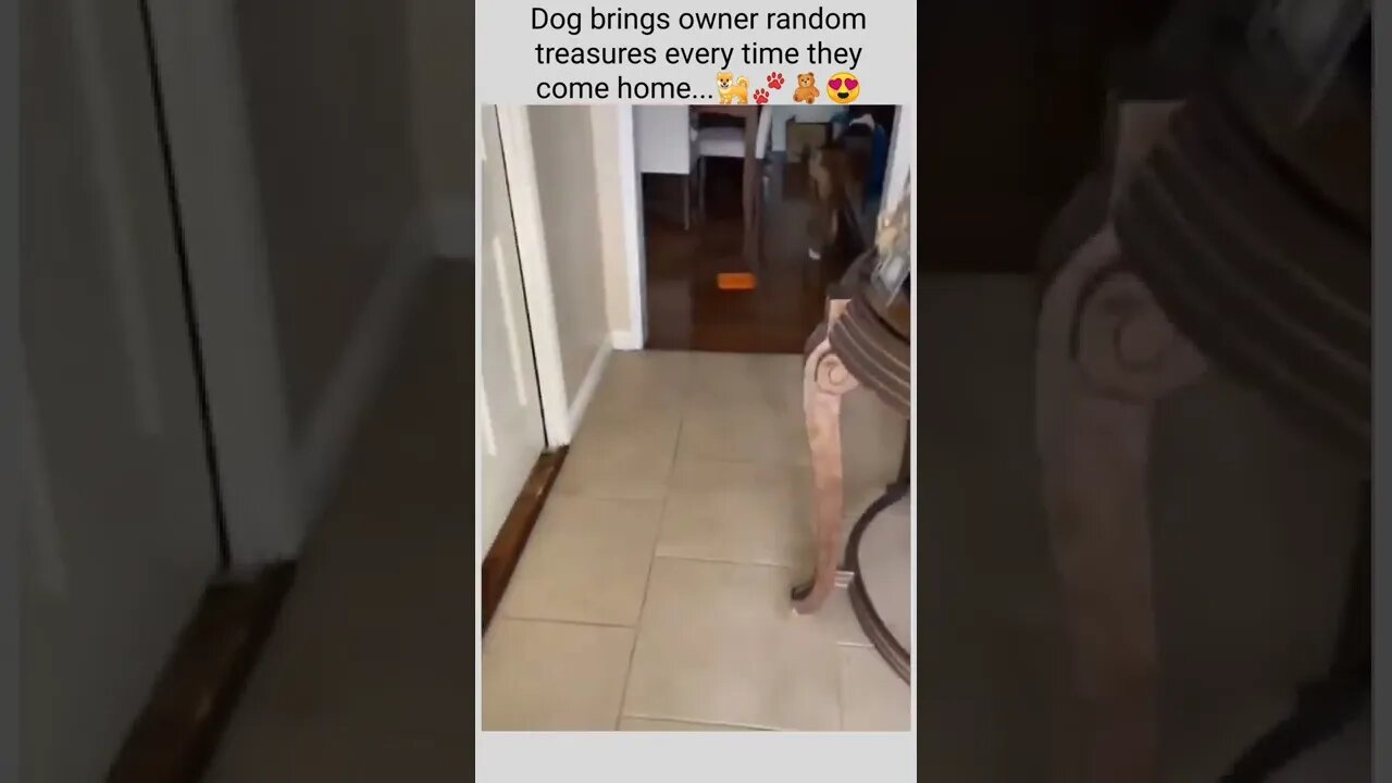 Dog brings owner random treasures every time they come home...🐕🐾🧸😍