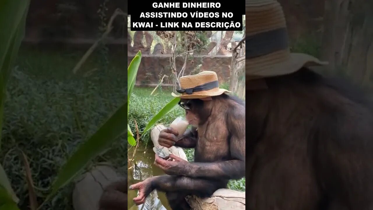 macaco cheio de estilo 😂😂😂