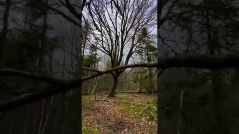 Walking by a haunted tree