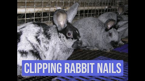 Trick to clipping rabbit nails and not getting scratched