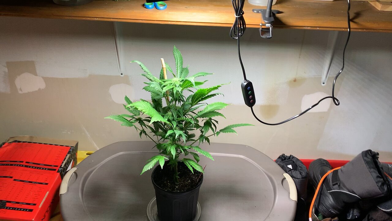 Update #6 on the clone