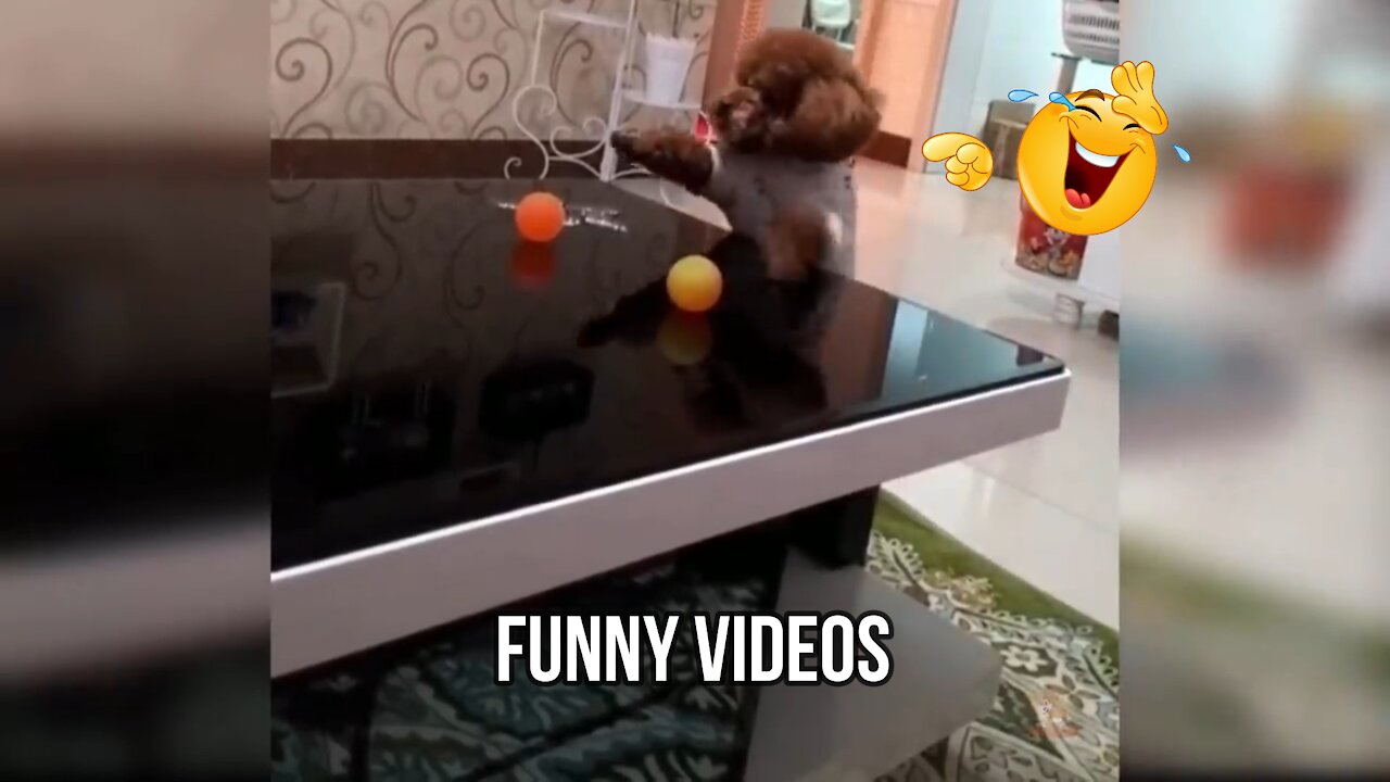 Baby Dogs - Cute and Funny Dog Videos Compilation #2 | Jalala