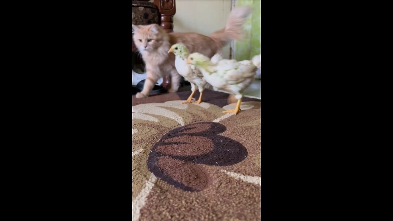 Cute and funny cat with chicks