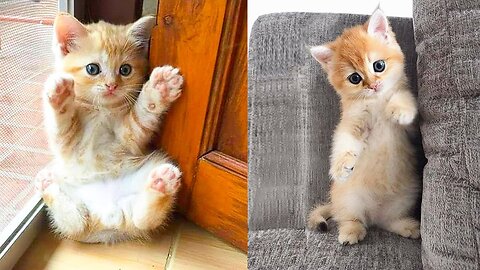 "Fluffy and Furry: A Tribute to Adorable Cats"