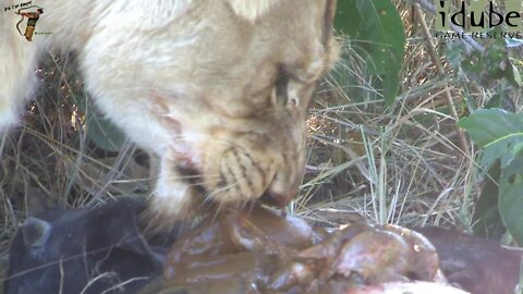 Lone Lioness Has A Baby Buffalo For Breakfast