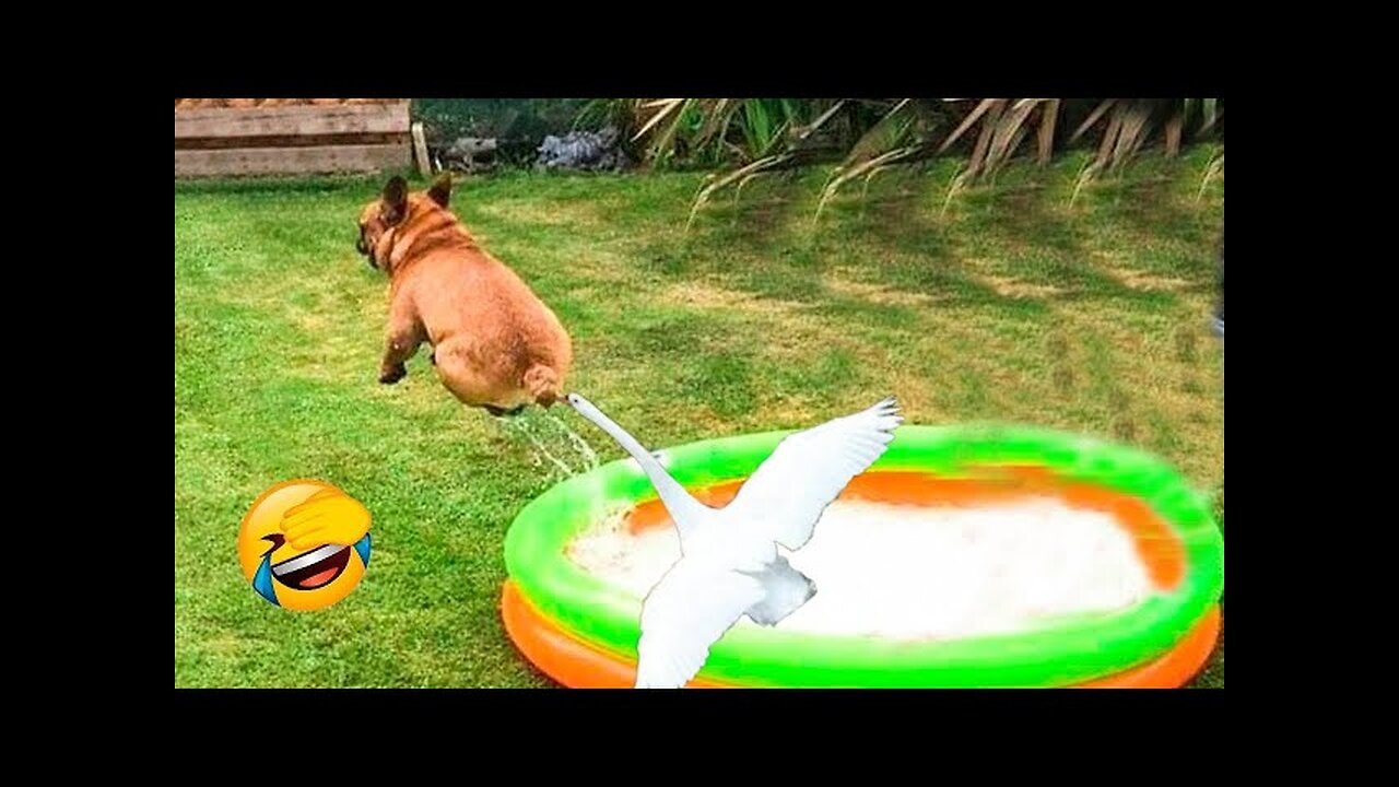 World Best Funniest🤣Cat vs animal vs Kid 🤼‍♂️ Entertainment Don't Try Laughing 🤣 2024 clips 🫡