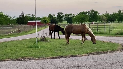 Let The Horses Out For Escape - Checking Out Trees