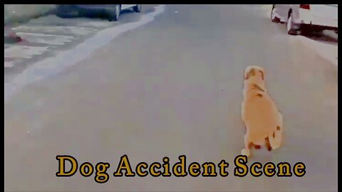 Dog Accident Scene