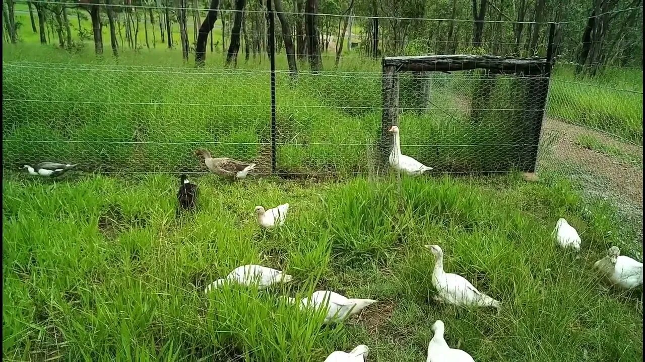 Some of the ducks were watching the gardening