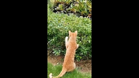 猫🐈vsヘビ🐍(1080p60)
