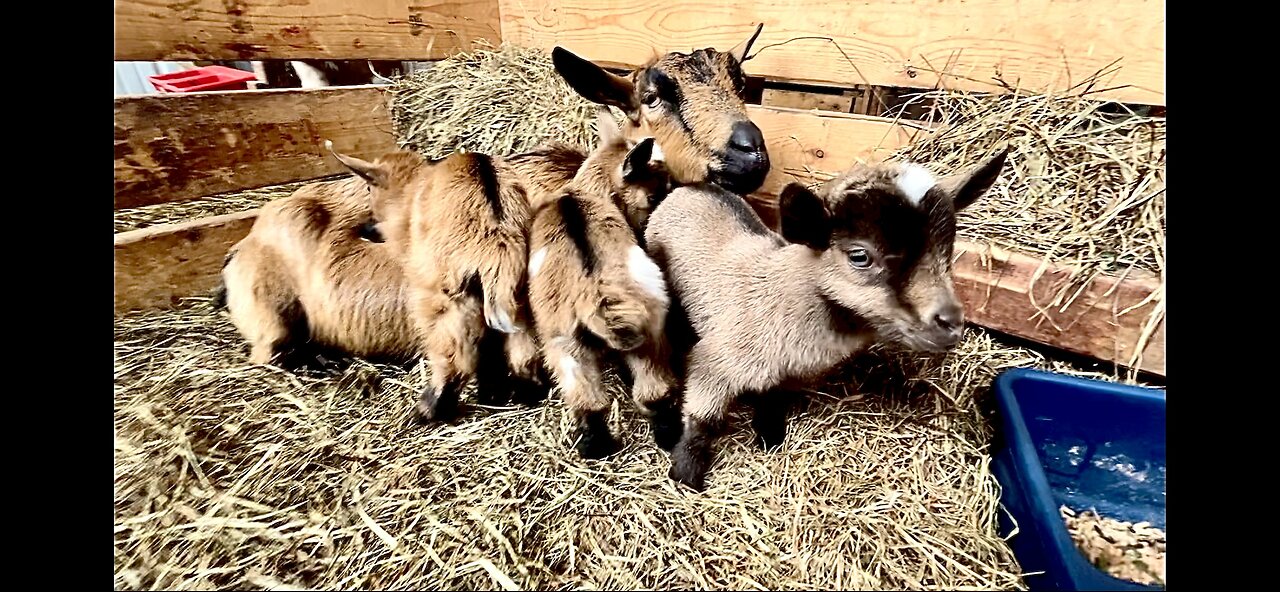 SICK goat or NOT, I don’t know anymore! | Baby goat ZOOMIES! | Pregnant goats ready to kid?