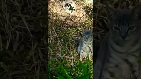 A kitten and Blue