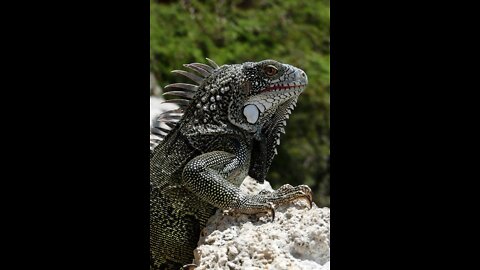 Baby iguanas attacked by a horde of snakes...