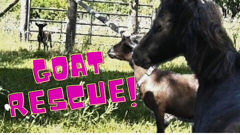 We Had To Rescue Our Baby Goat!
