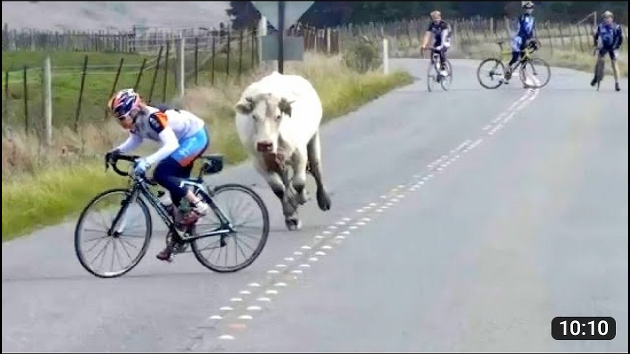 Funny Animals Compilation Video || Try not to laugh 😆 ||