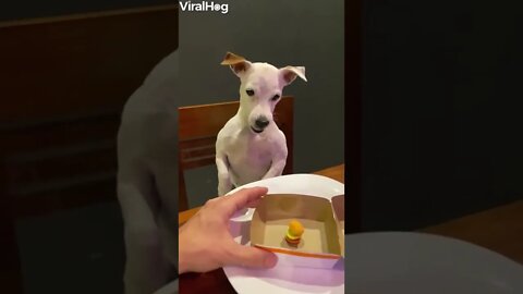 CCTV IDIOTS angry dog “You f***kng what mate!” 😂🐶