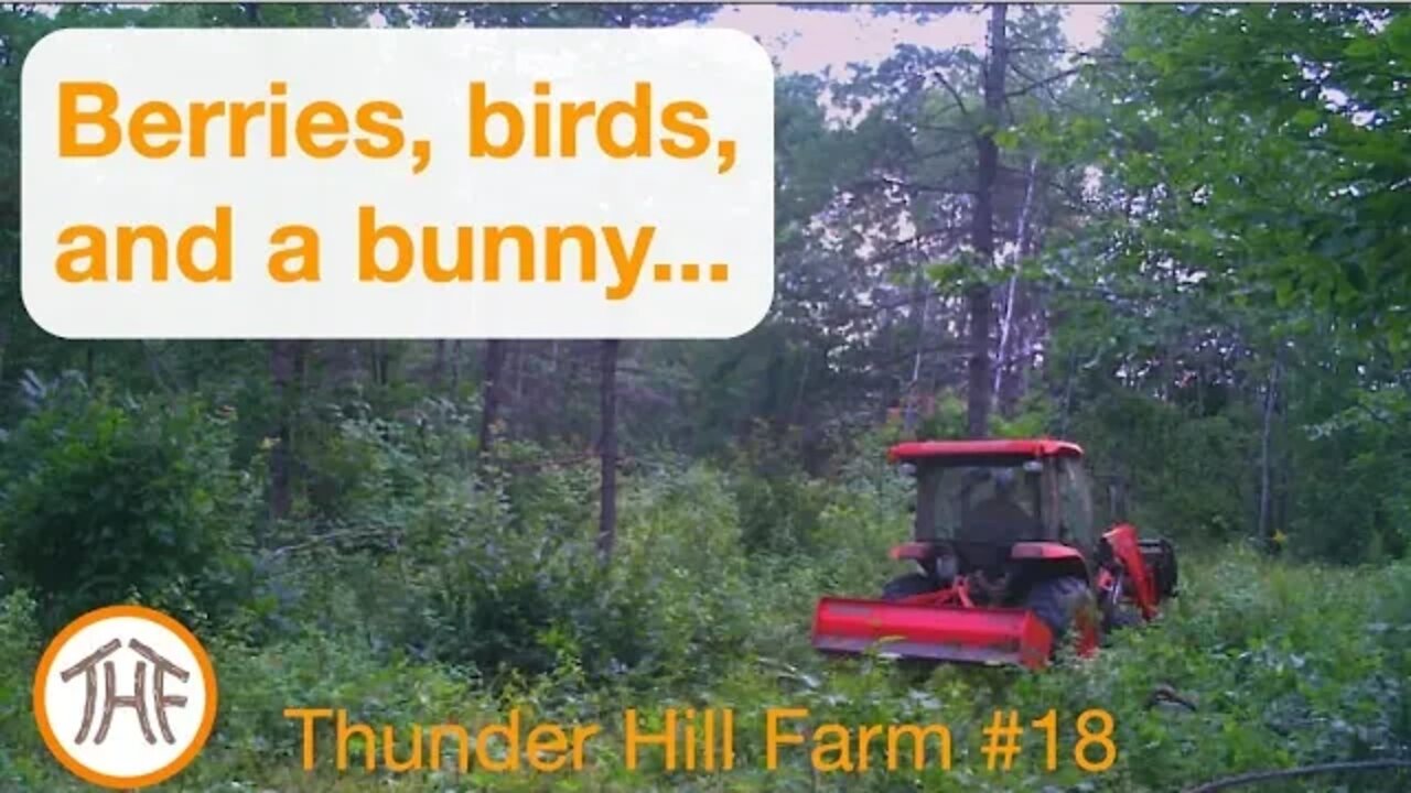 Thunder Hill Farm #18 - Berries, birds and a bunny...