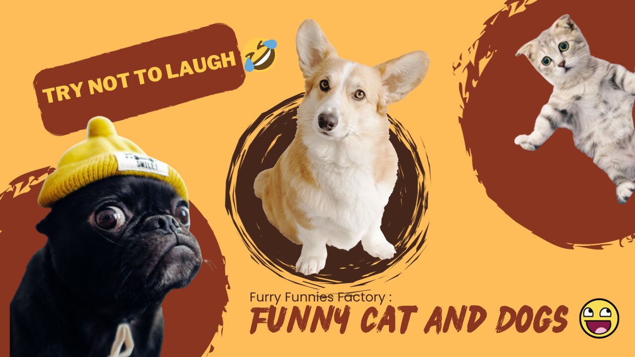 Funniest Dogs And Cats Videos 2023π
Funny Animals (Dogs & Cats) πΆπΊ#5