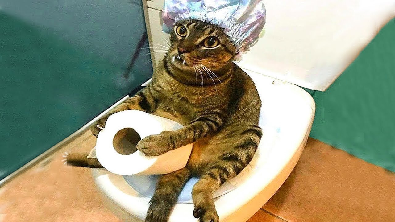 funny cats compilation