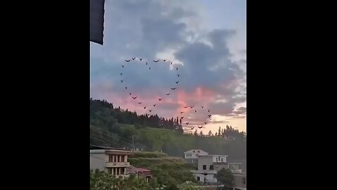 Very beautiful view of birds love you