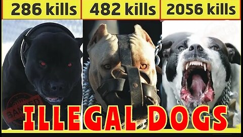 The 10 Deadliest Dogs In The World #9 will shock you!