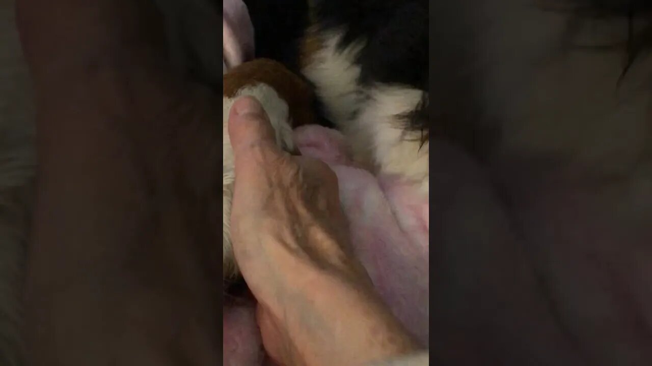 Holding hands with Bear! #lovemydogs #lovemyberner #funnydogvideos