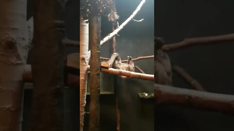 Some days I feel like a sloth