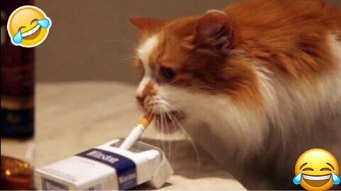 New funniest animals 2023 😂 Funny videos 😺🐶 about cats and dogs