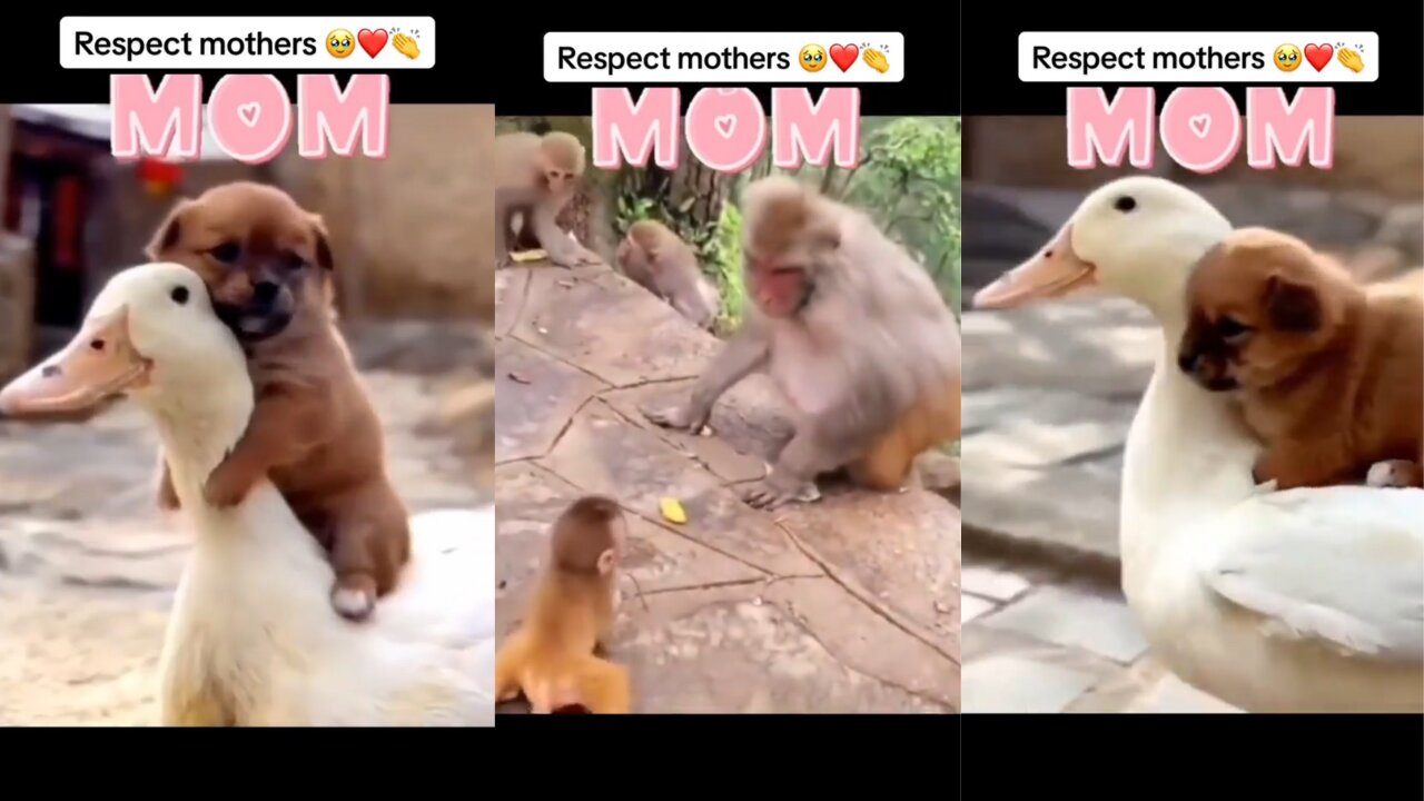 THE EXTRAORDINARY LOVE OF ANIMAL MOMS! 🥰🥰🥰