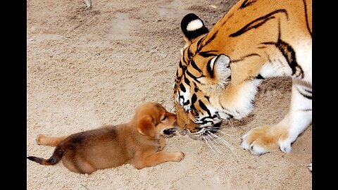 Troll Prank Dog Funny & fake Lion and Fake Tiger Prank To dog & Huge Box Prank to dog