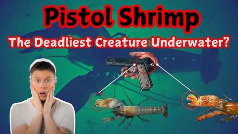 Is pistol shrimp really the deadliest creature underwater?