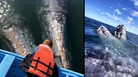 whale fish 🐳🐳 video