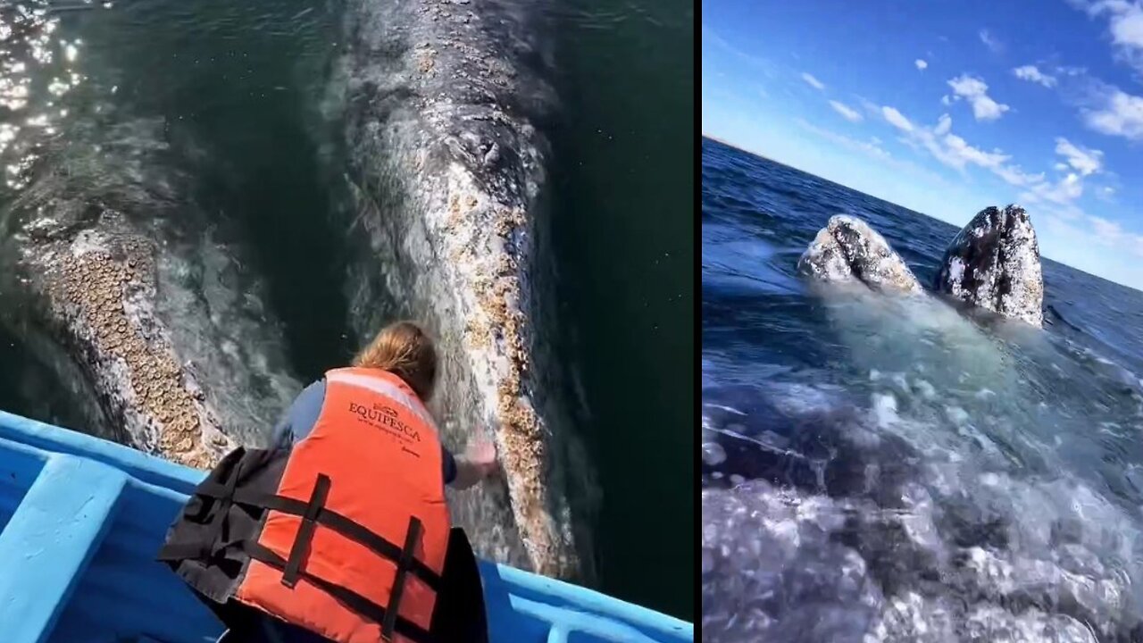 whale fish 🐳🐳 video