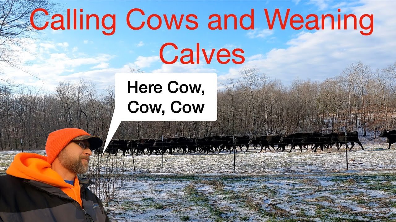 Calling Cows and Weaning Calves