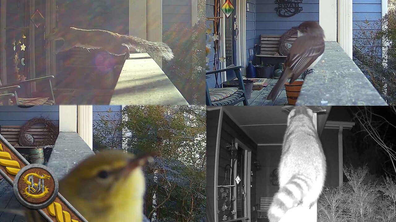 Trailcam (1) On a Railing Under a Birdfeeder (2 days 1 night) iZeeker IG600