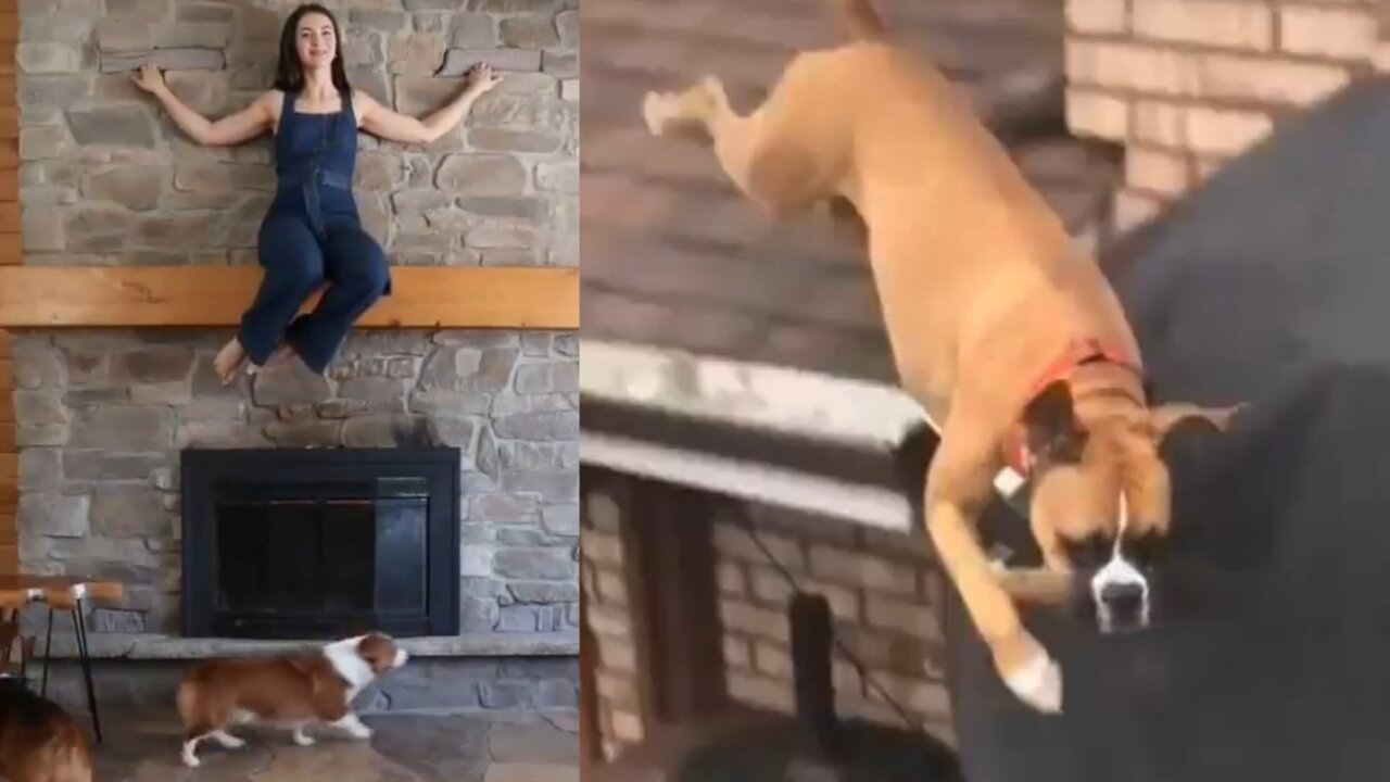 New girl Dog Comedy Video Dog Funny video #DagShort #DogVideo