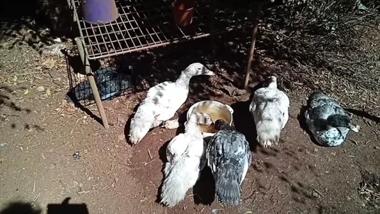 Young Muscovy boys out in the sun 26th July 2021