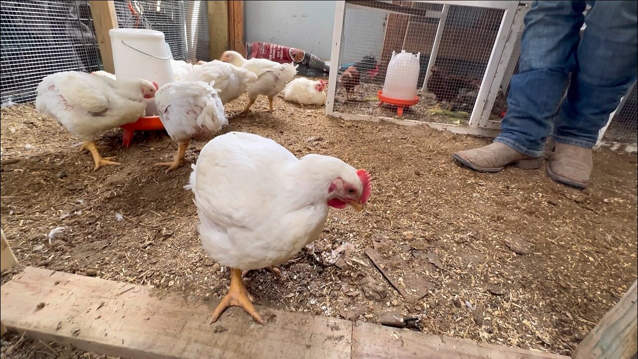 How We Set Up Our Chicken Coop