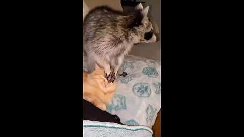 cat funny video 😂