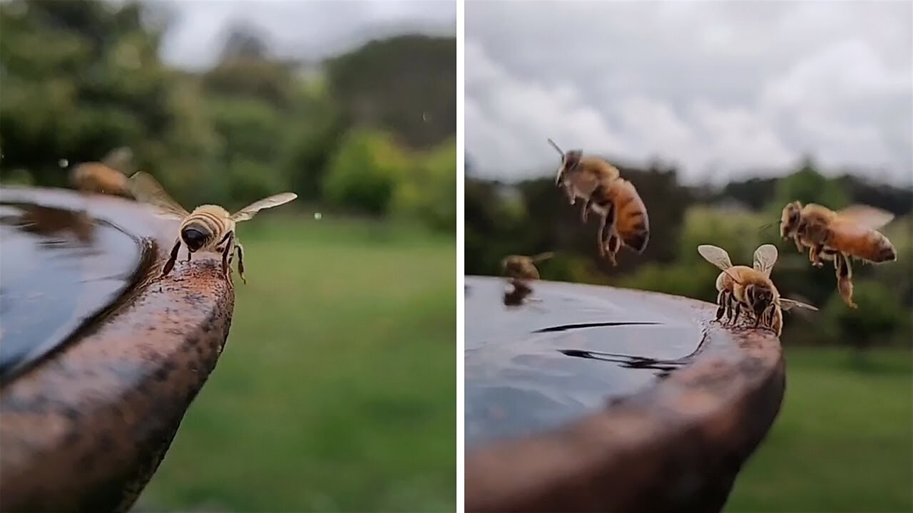 Mesmerizing micro-footage of bees quenching their thirst