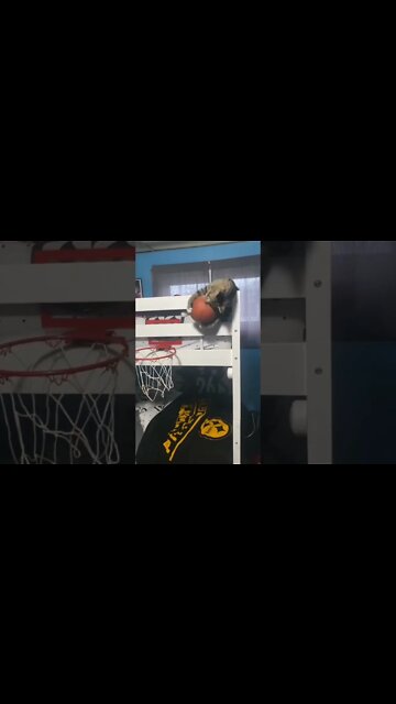 cat playing. funny viral