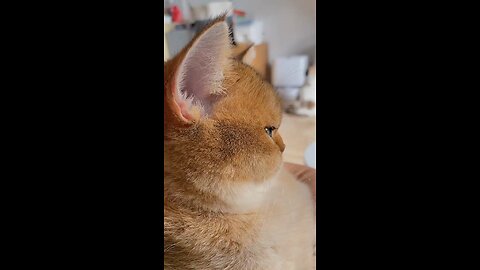 "How to Herd Cats: A Hilarious Compilation of Feline Frenzy in the House!"