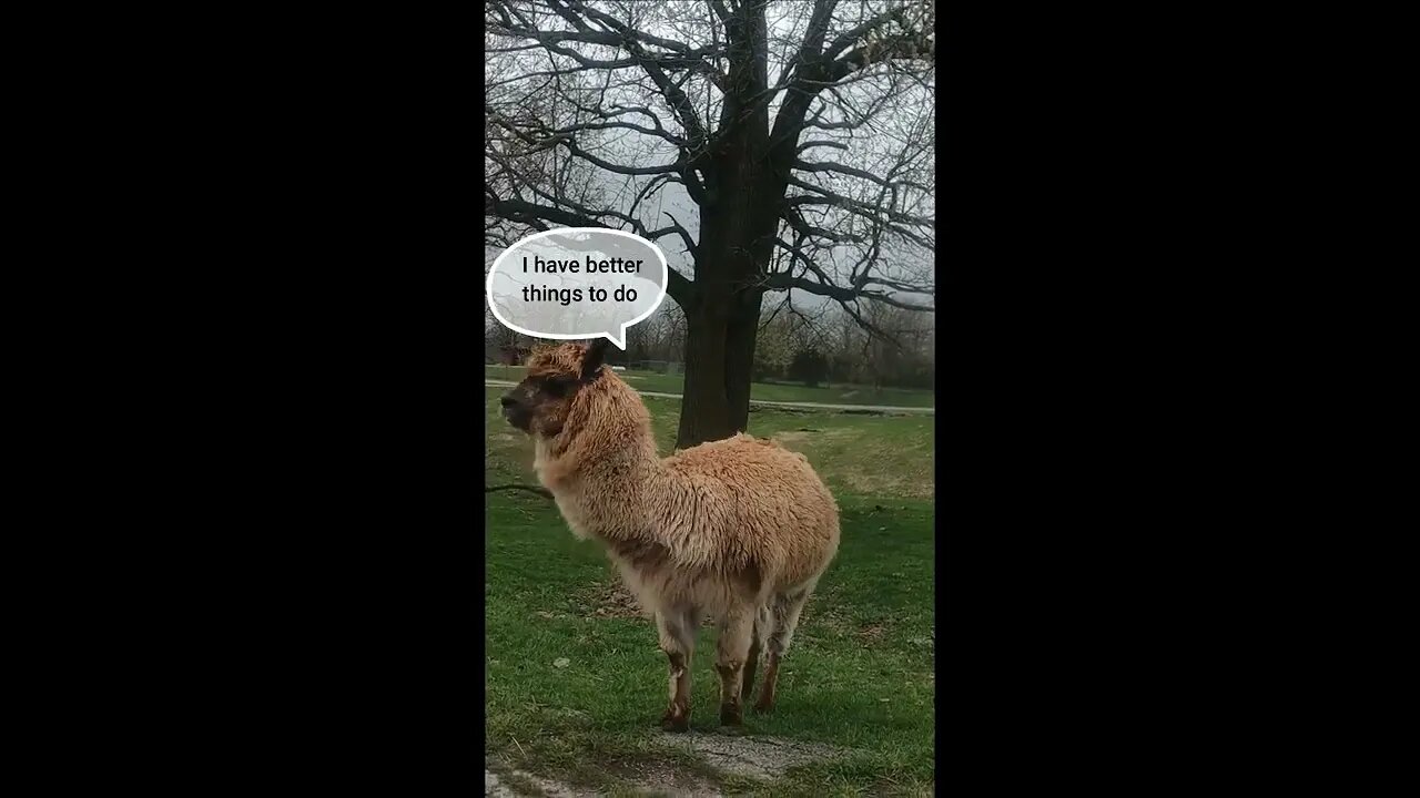 #shorts https://youtu.be/qDkl5SYiEDM Animal safari