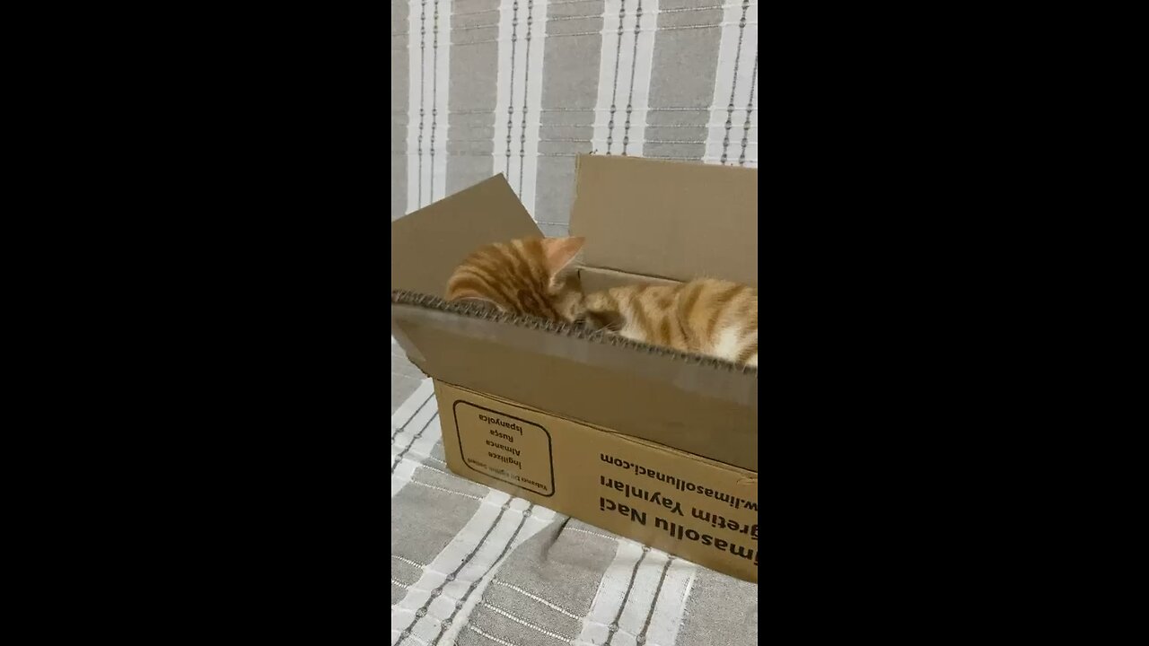 CAT PLAYING WITH THE BOX.