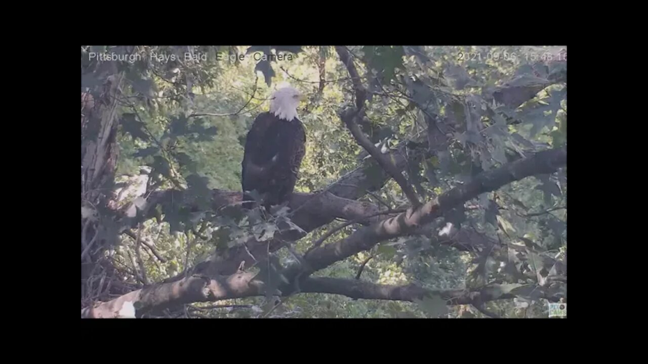 Hays Eagles Dad flies loop around the nest after a squirrel then perches 9.6.21 15:28